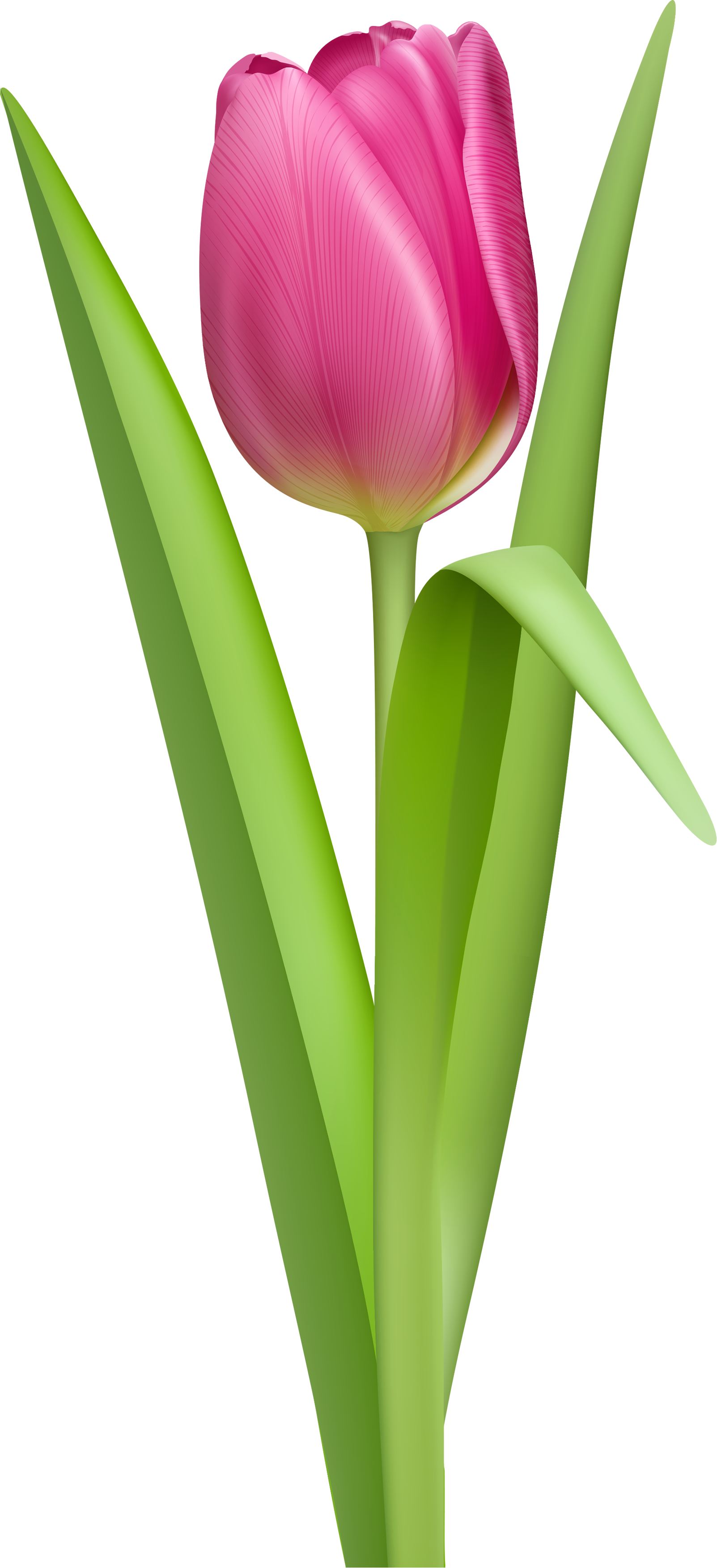 tulip transparent