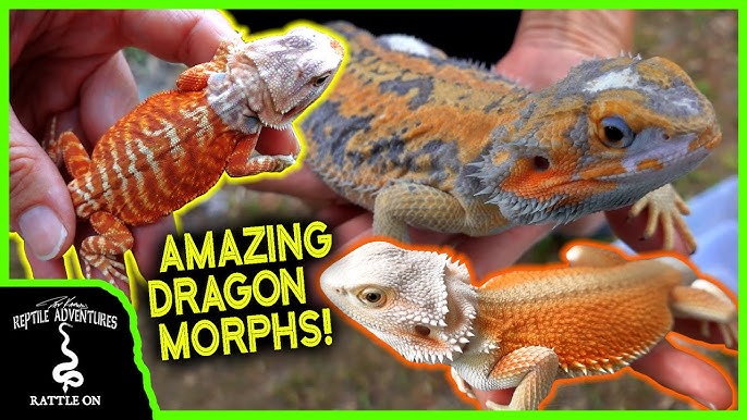 types of bearded dragon