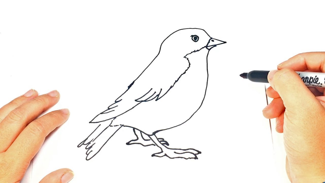 how to draw a bird easy