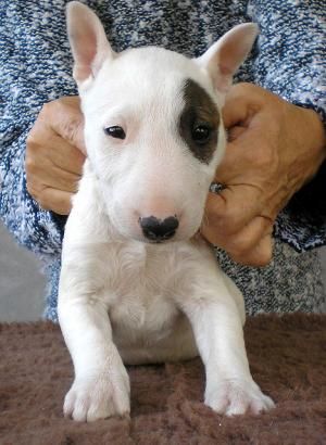 english bull terrier for sale near me