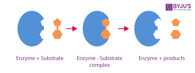 enzymes byjus