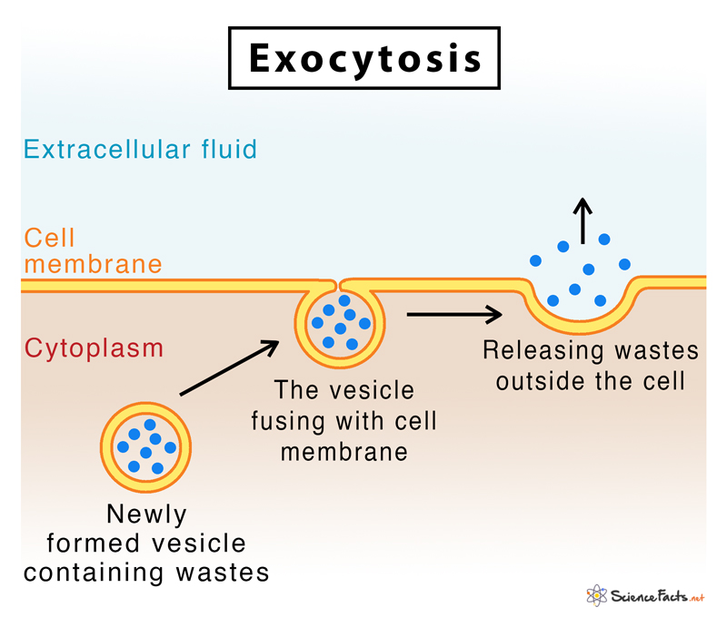 exocytosis