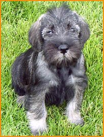 medium schnauzer puppies for sale uk