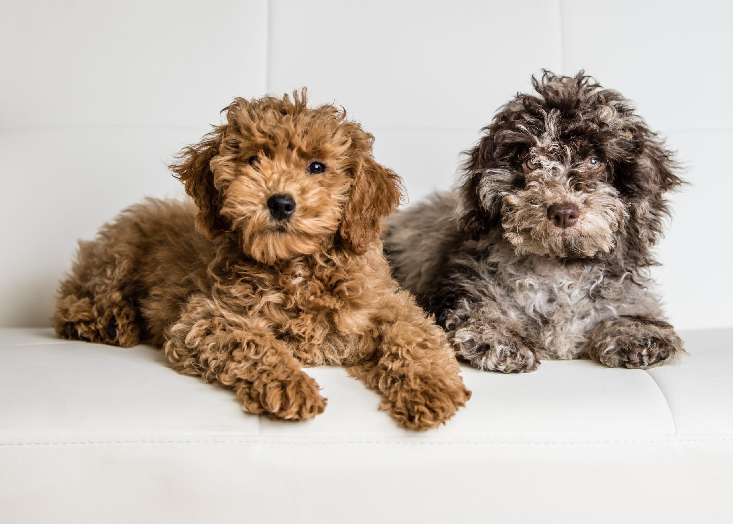 mini goldendoodles for sale near me