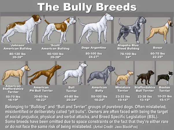 types of pit bulls breeds