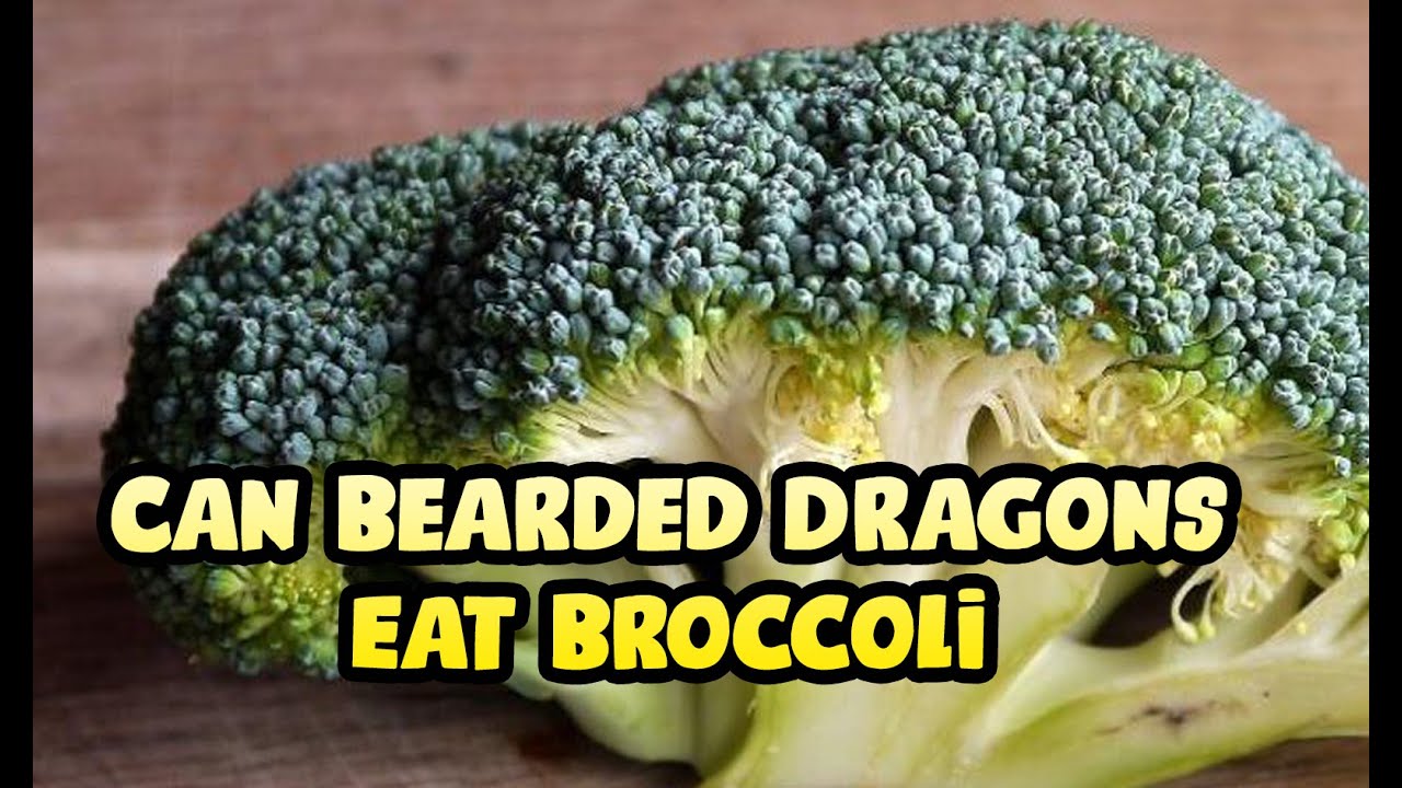 can bearded dragons eat raw broccoli