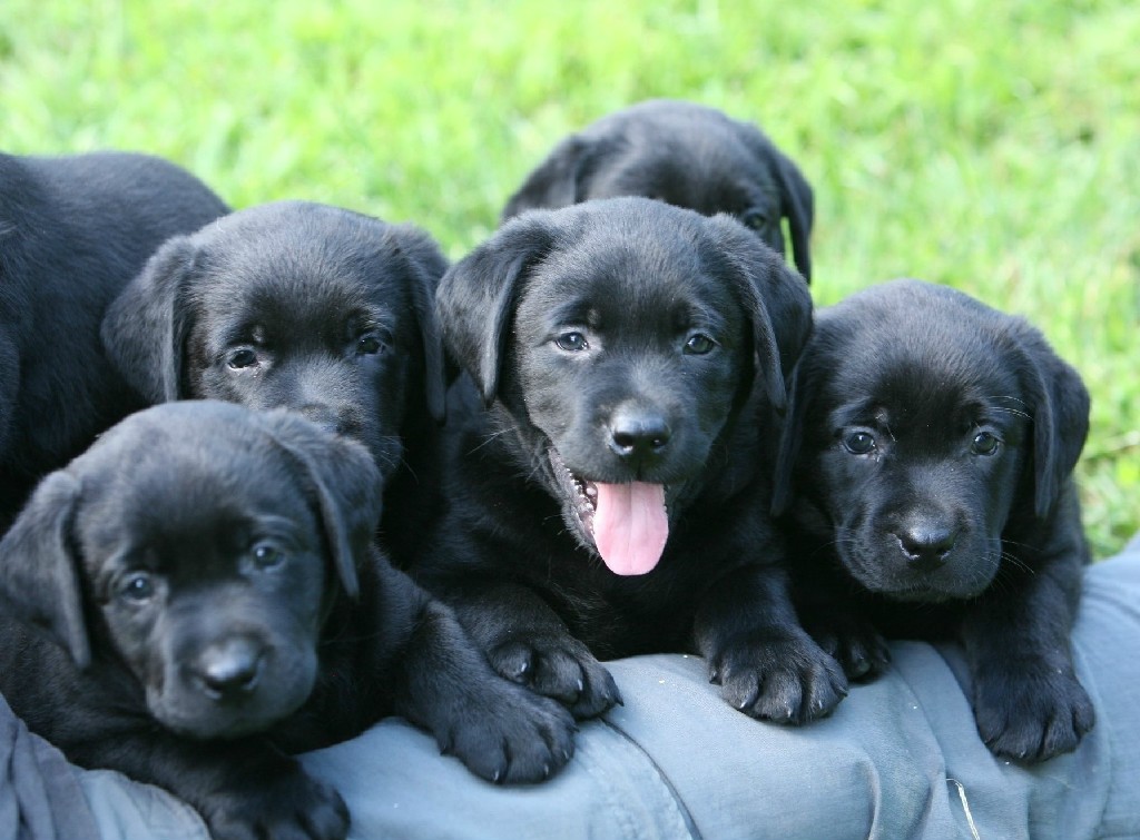 black labrador for sale