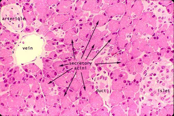 acinus pancreas