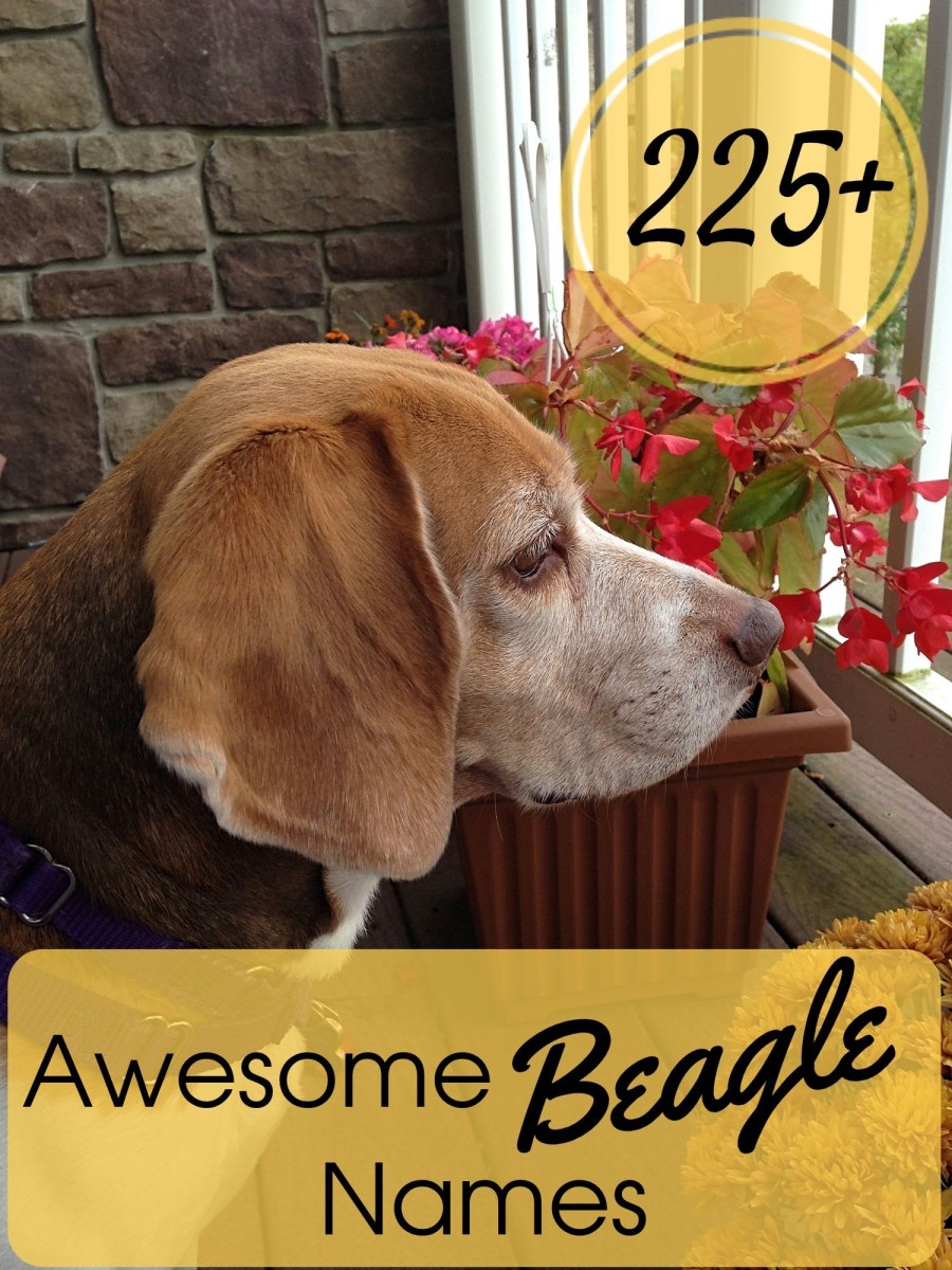 funny beagle names