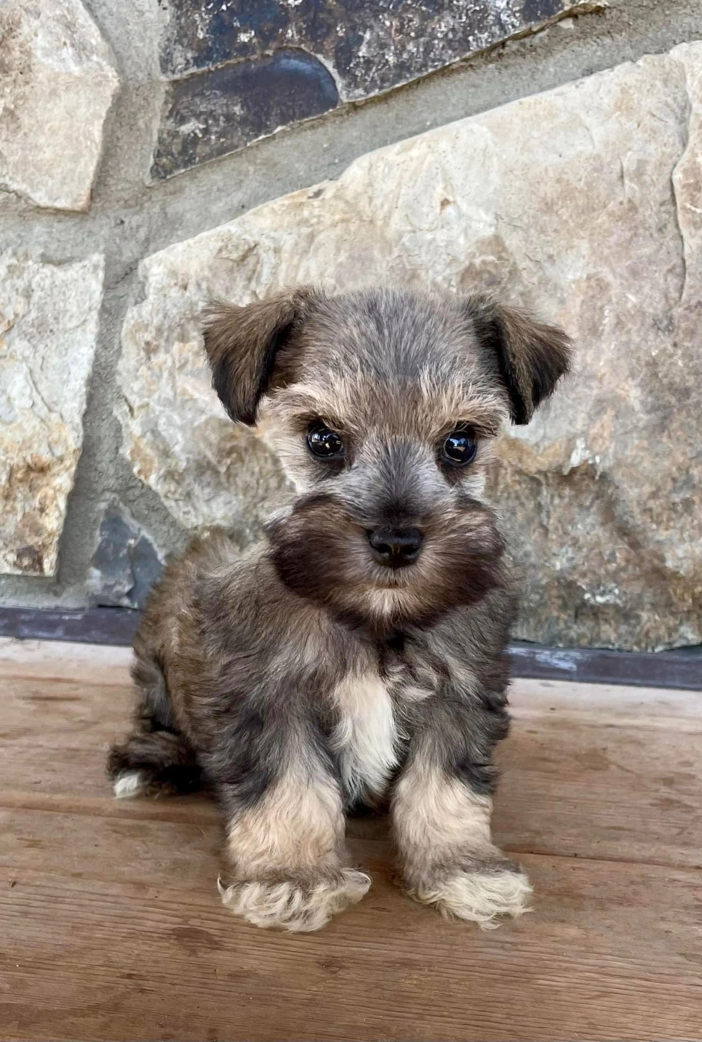 miniature schnauzer breeders alberta