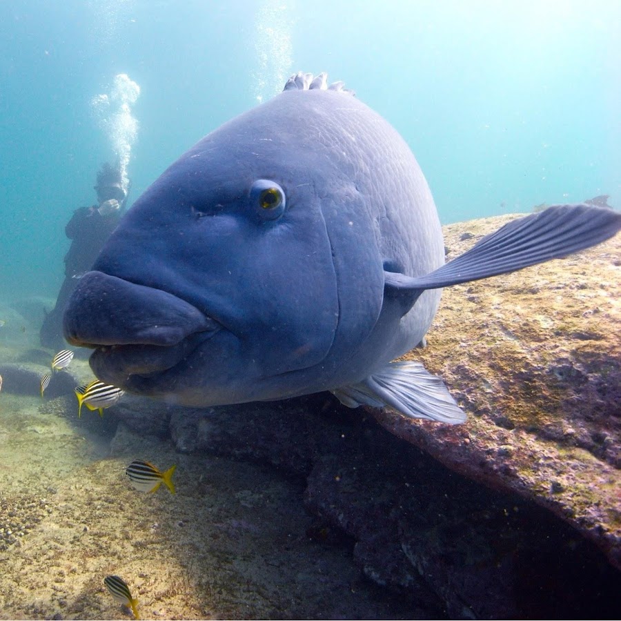 abyss scuba diving