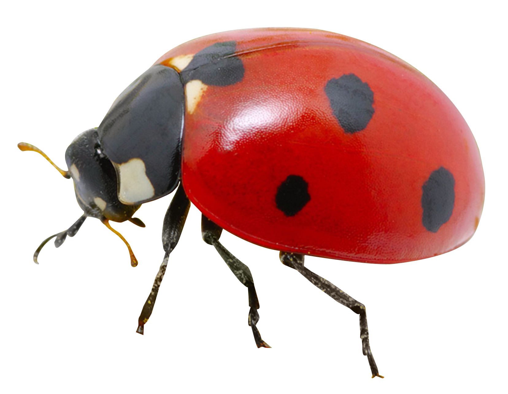 ladybug png