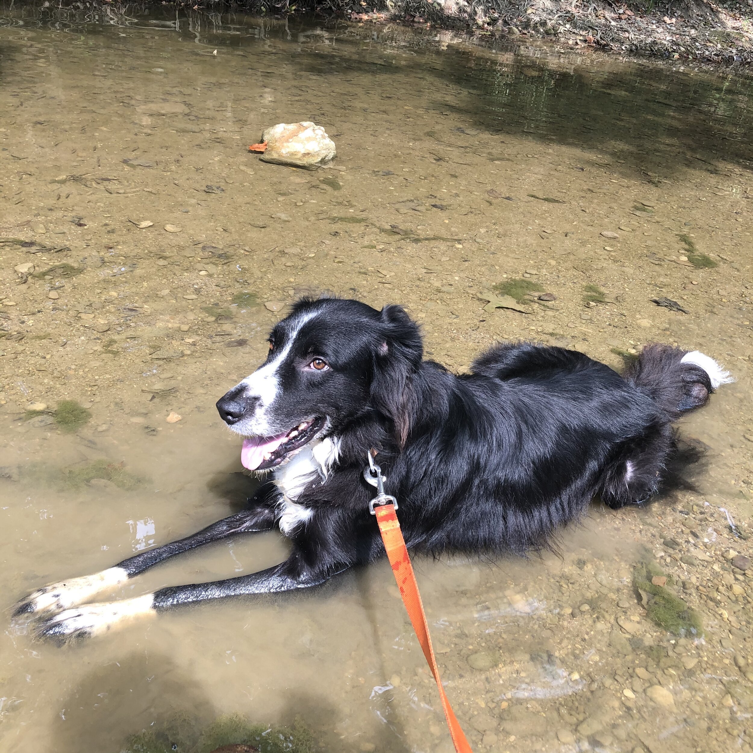 border collie labrador mix