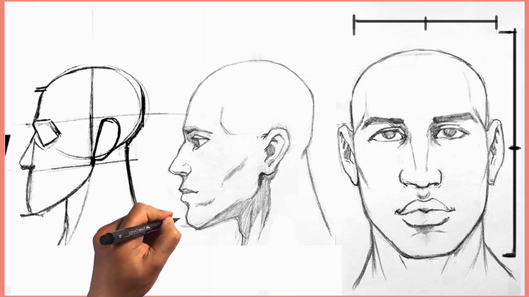 face anatomy drawing