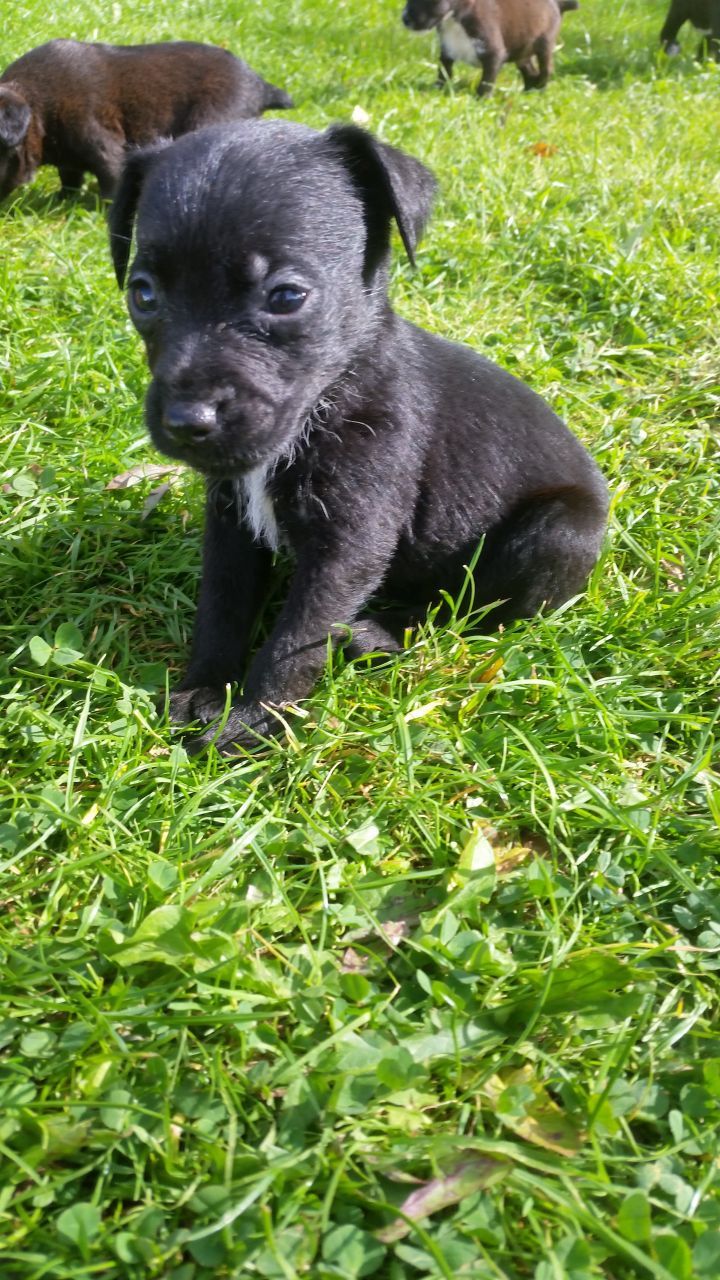 patterdale puppies