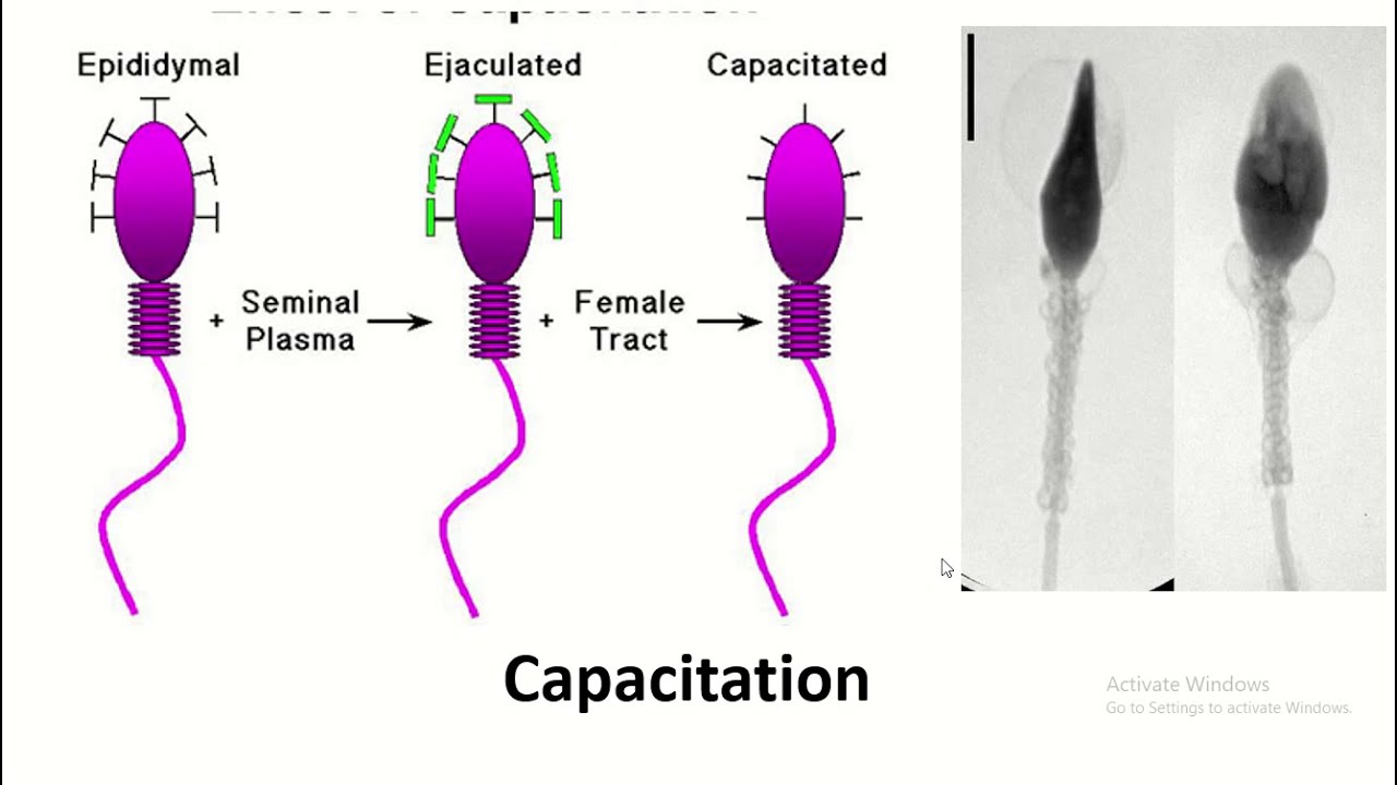 sperm capacitation