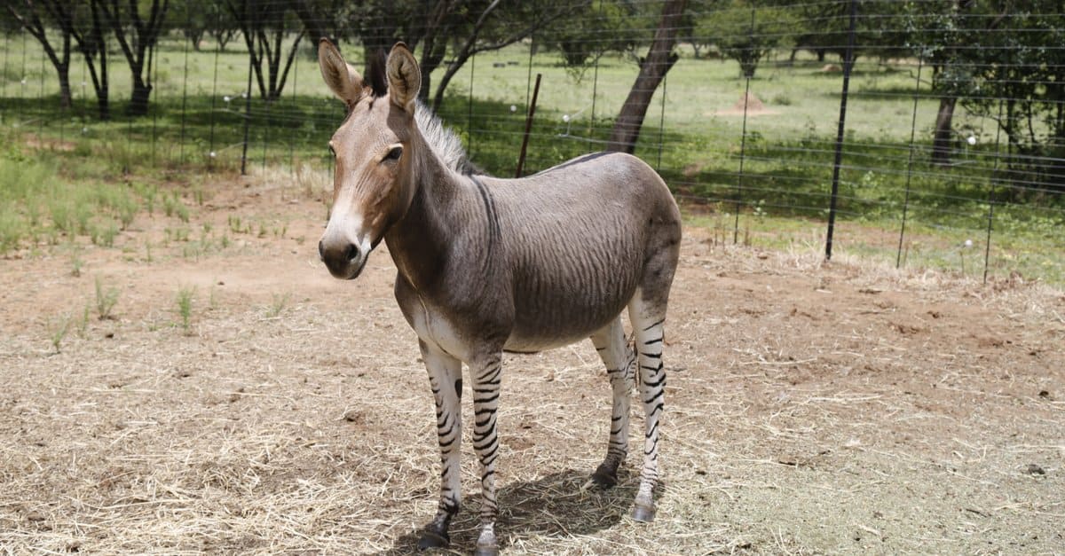 zonkeys