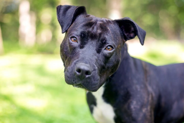 staffordshire bull terrier names female