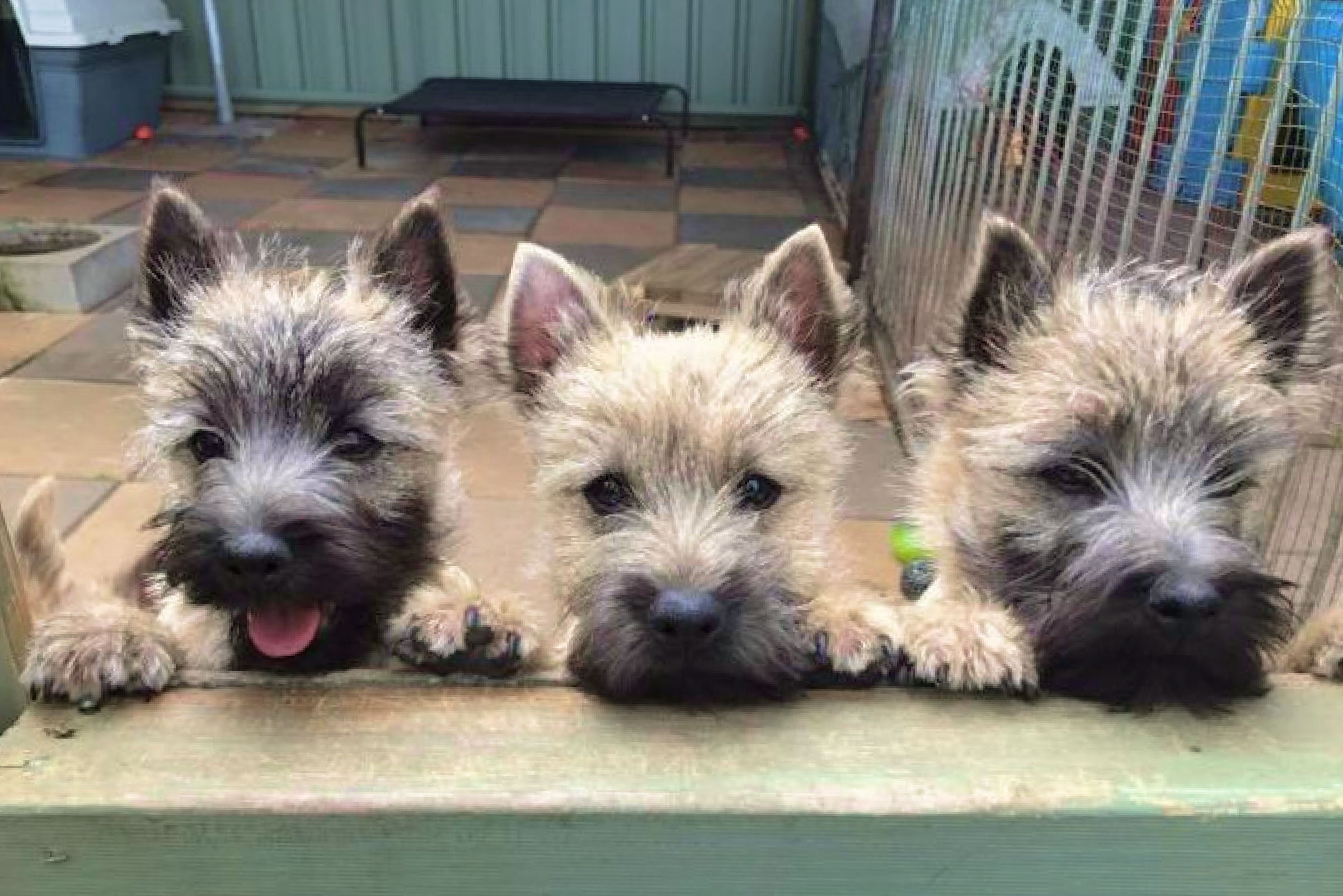 cairn terrier for sale sydney