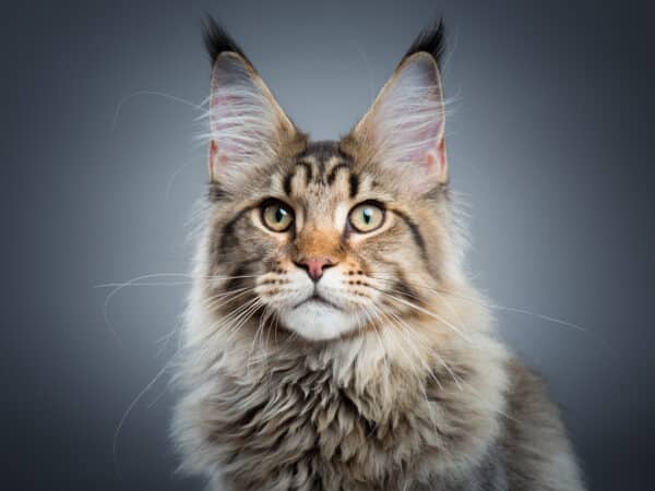 average lifespan maine coon