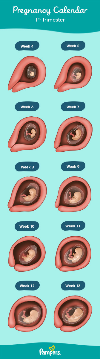 first trimester areola early pregnancy pictures