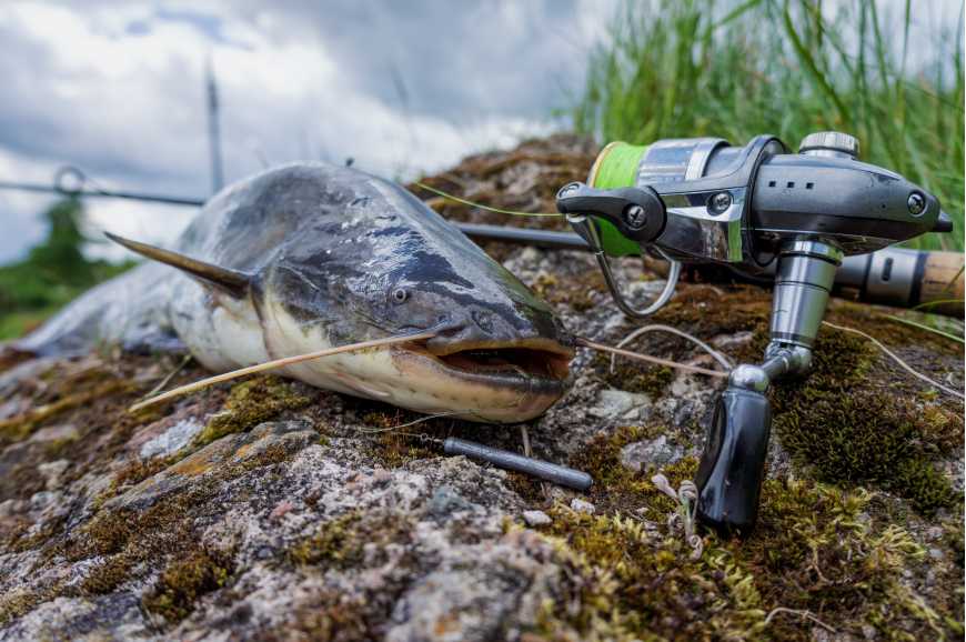 fishing reels for catfish