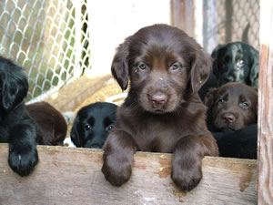 flatcoat puppies for sale uk