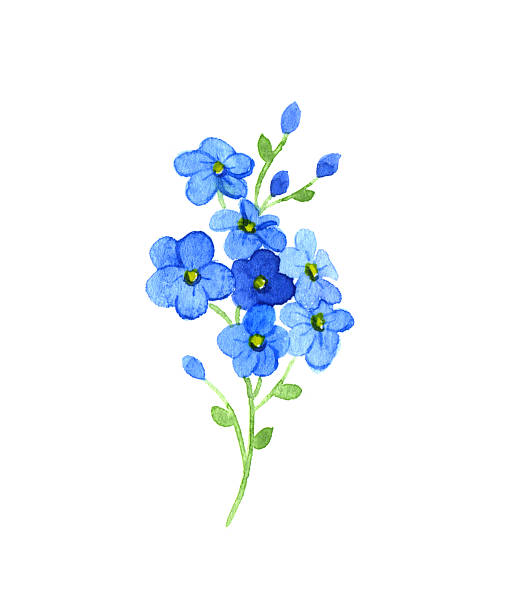 forget me not clipart