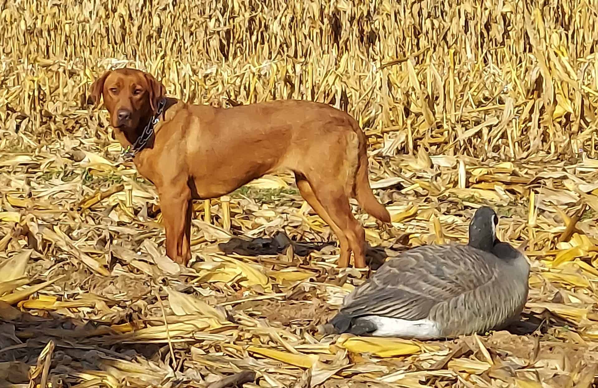 fox red lab puppies for sale in va