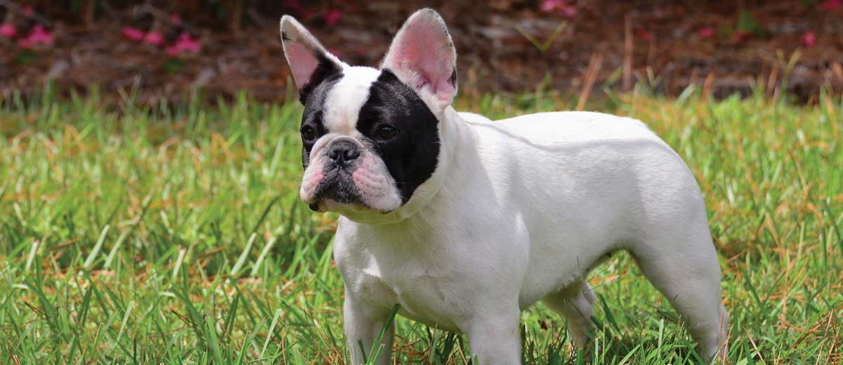 french bulldog adoption near me