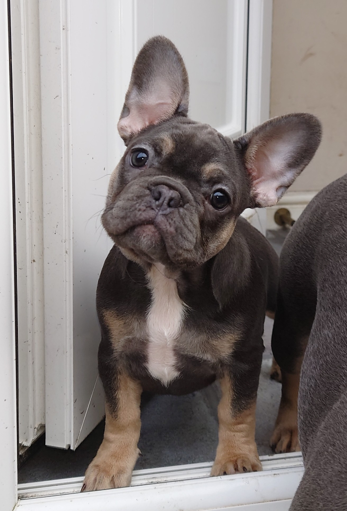 french bulldogs for sale in glasgow