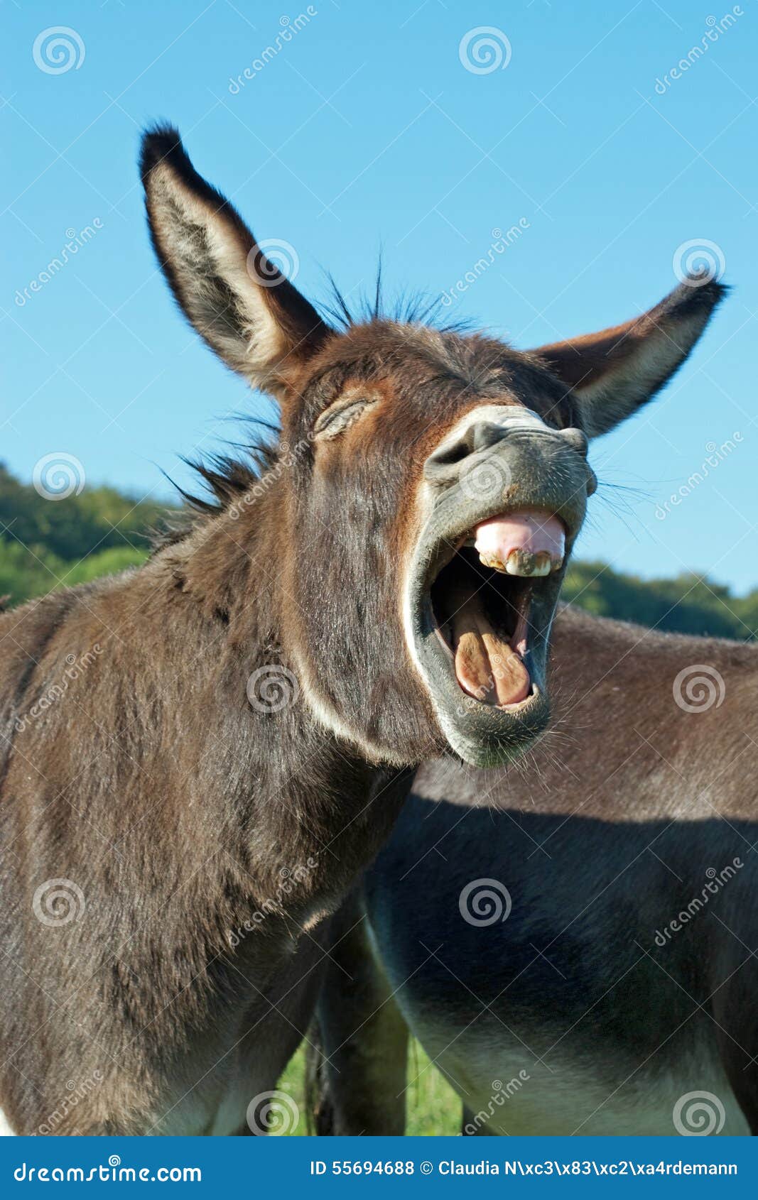 funny donkey pictures