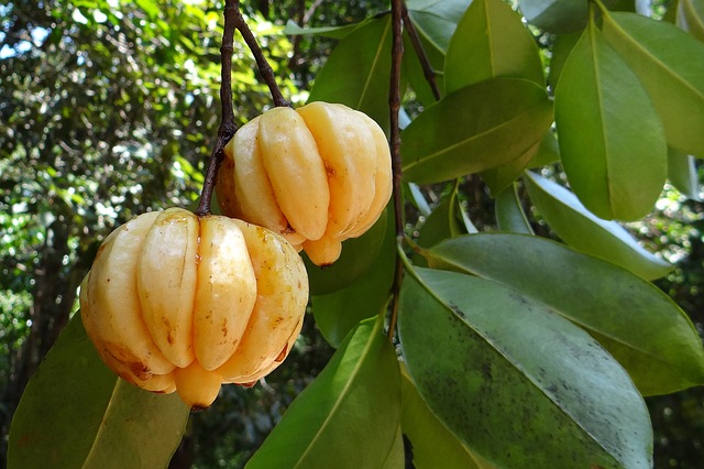 garcinia de gamboa