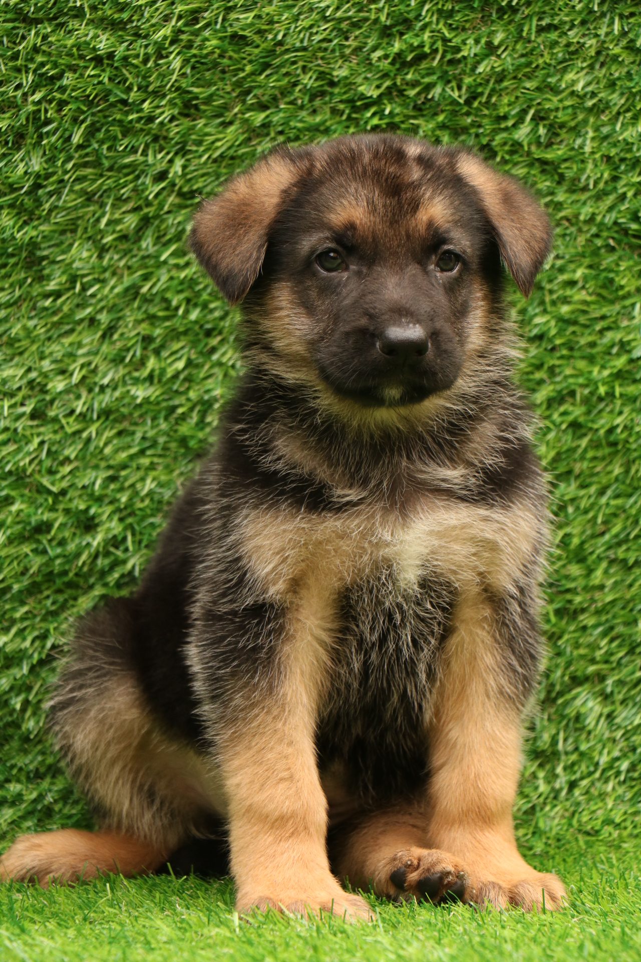 german shepherd puppy price in india