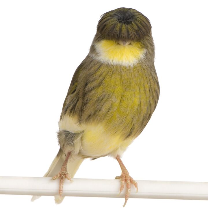 gloster canary bird