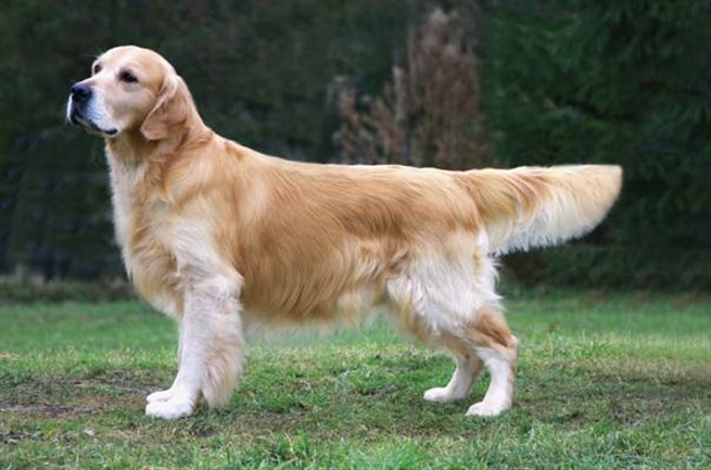 golden retriever breeders uk