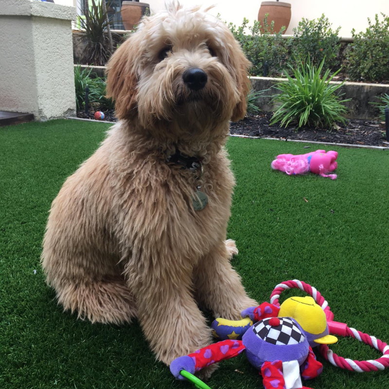 goldendoodle for sale nsw