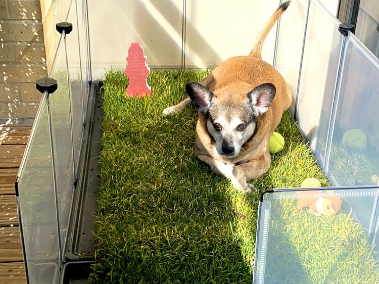 grass for dogs balcony