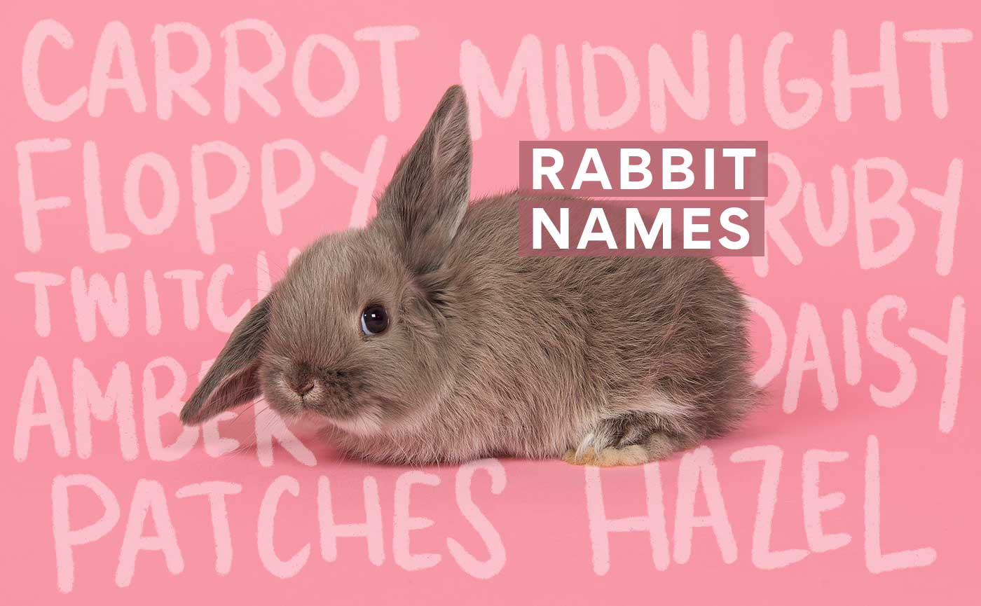 gray bunny names