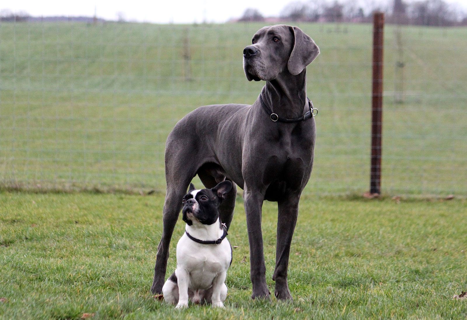 great dane pics