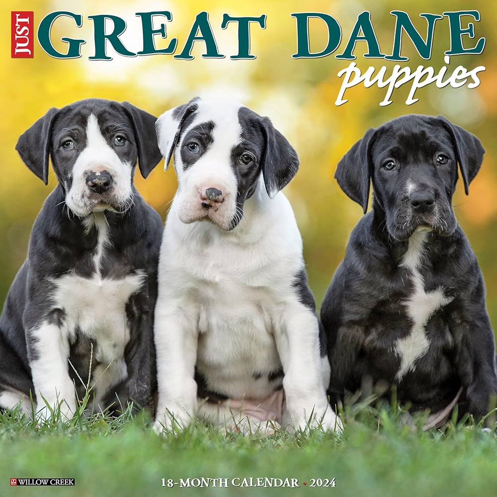 great dane puppies