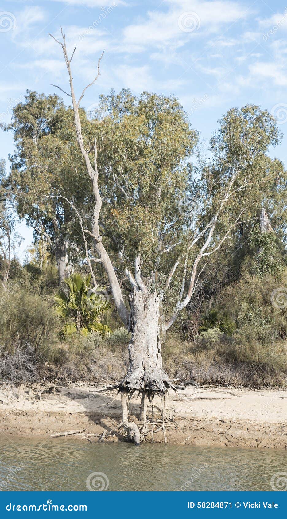 gumtree austrlia