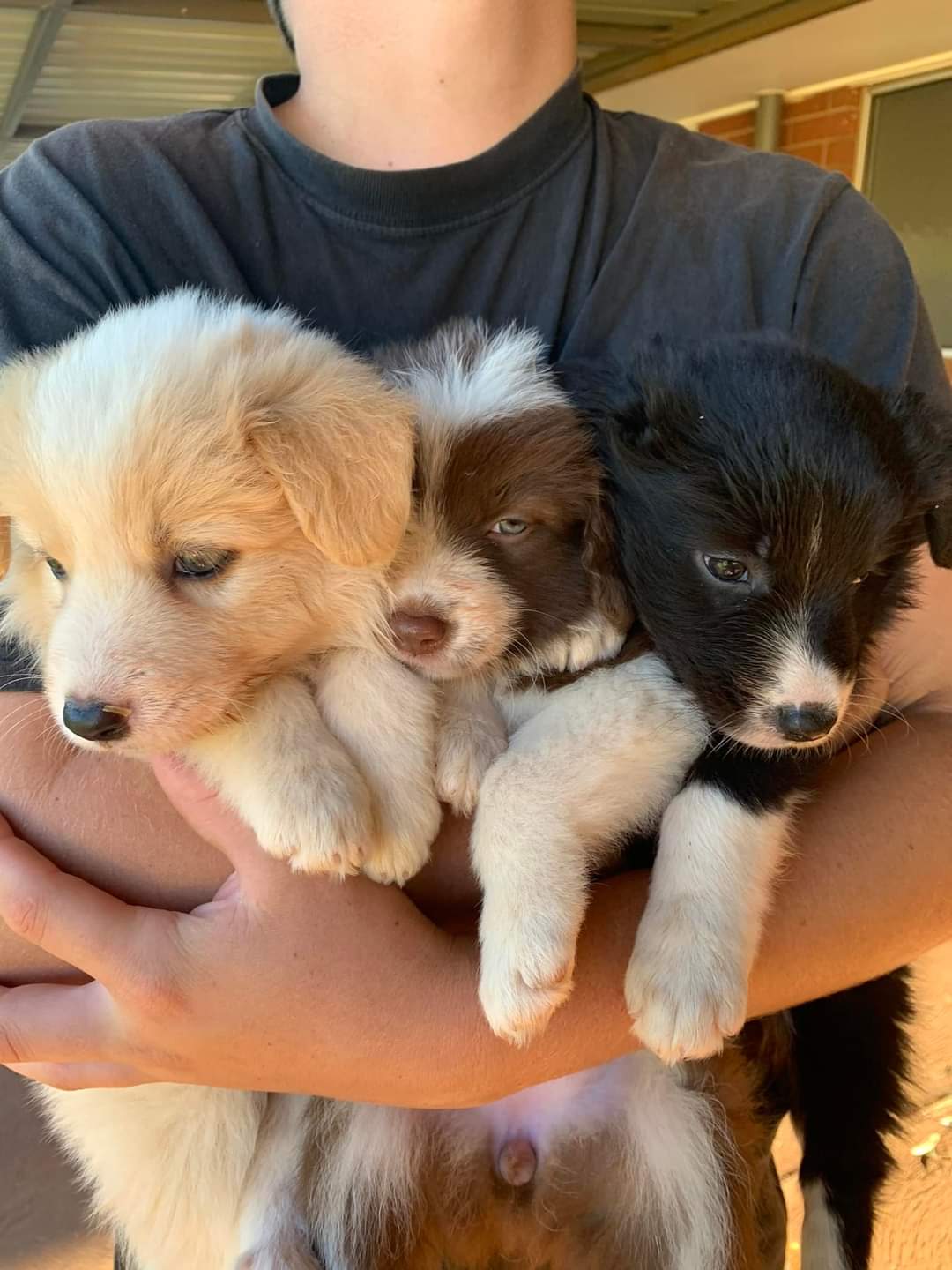 gumtree puppies wa