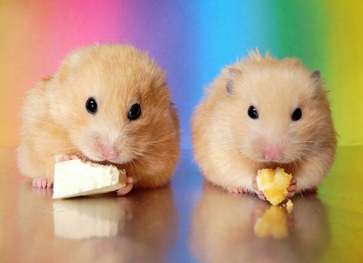 hamster por