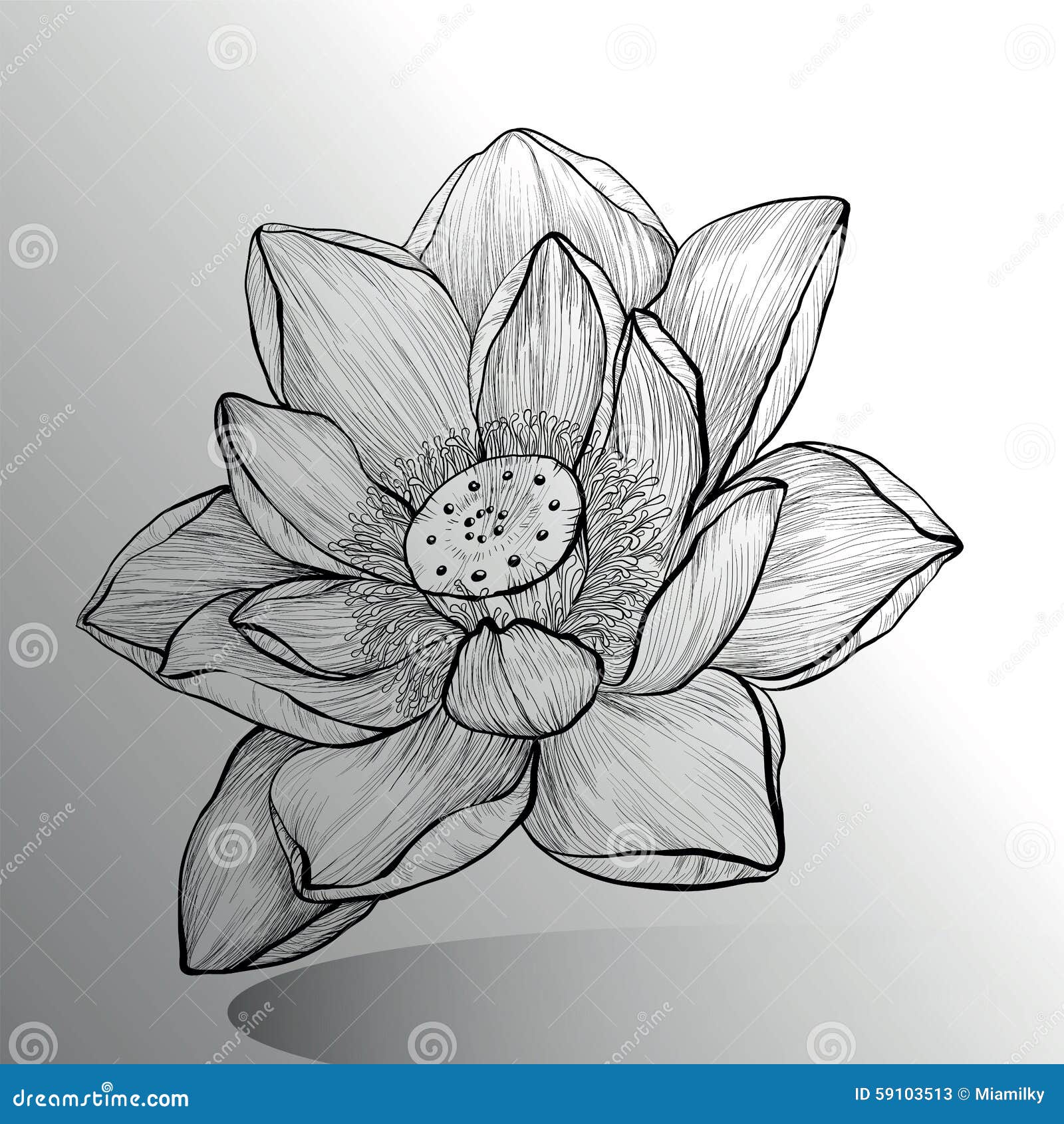 hand drawn lotus