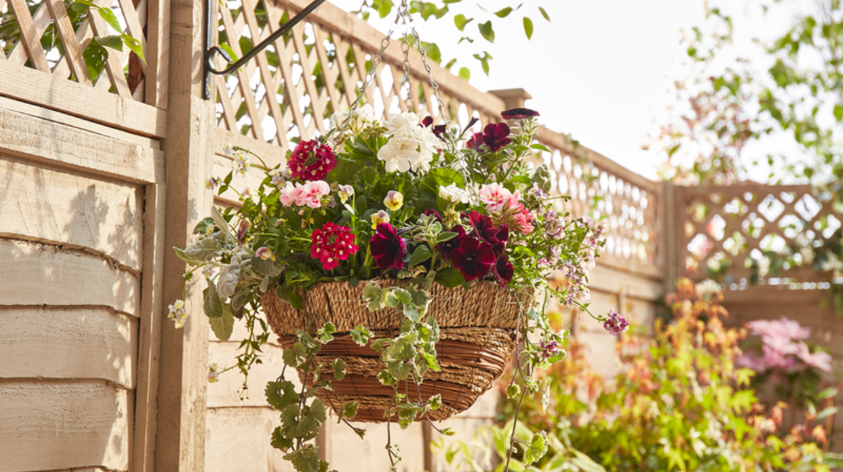 hanging baskets homebase