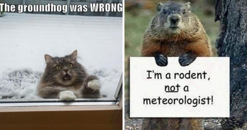 happy groundhog day memes