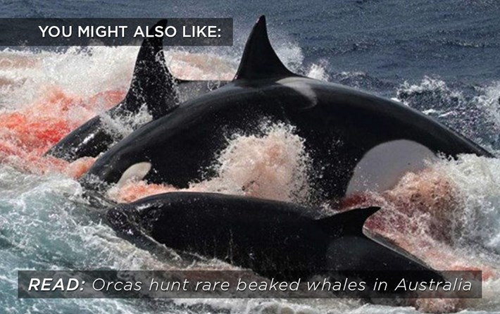 has a killer whale ever killed someone