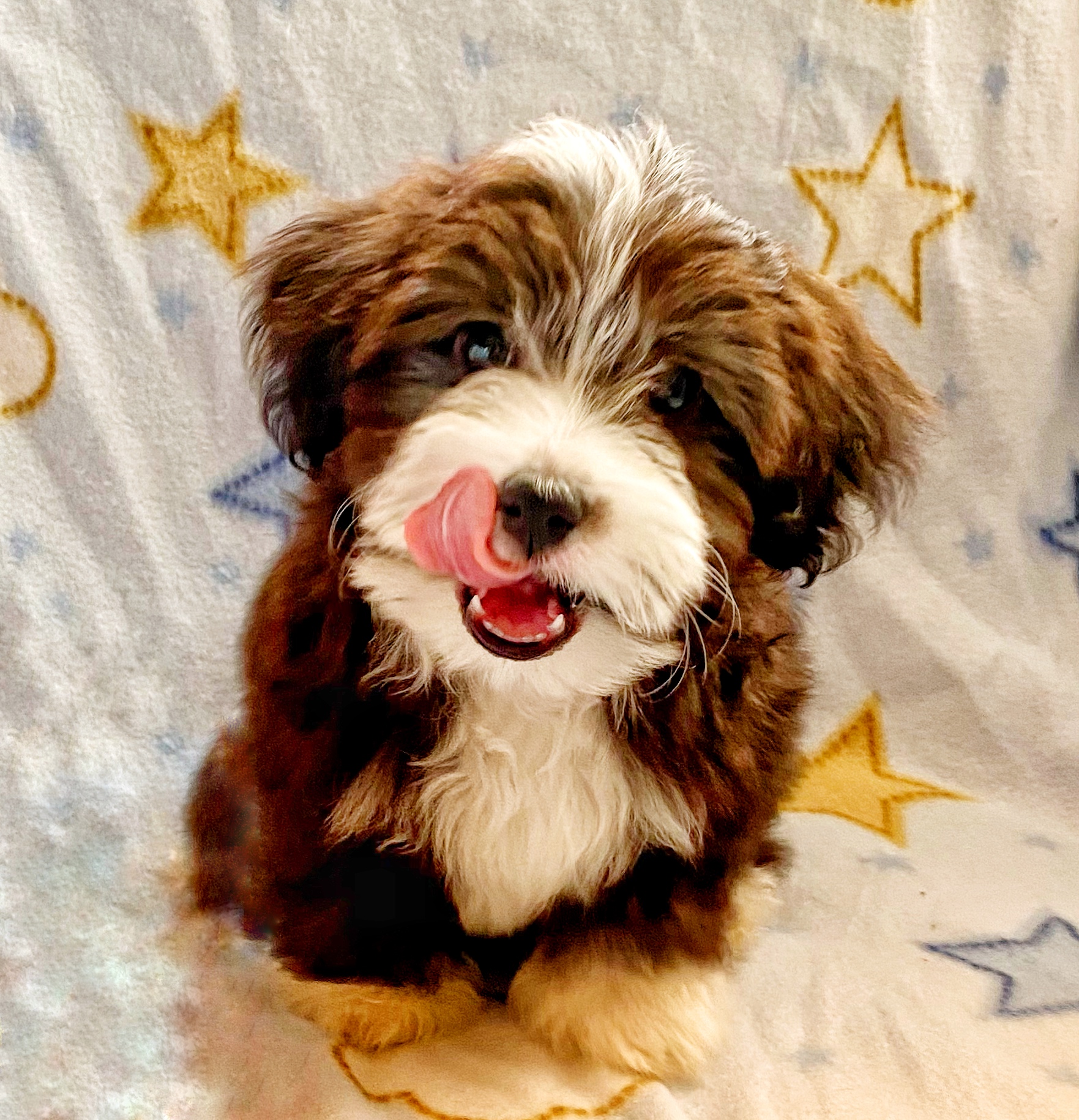 havanese for sale near me