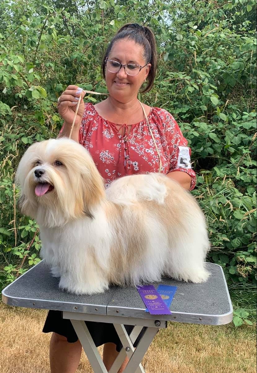 havanese fully grown